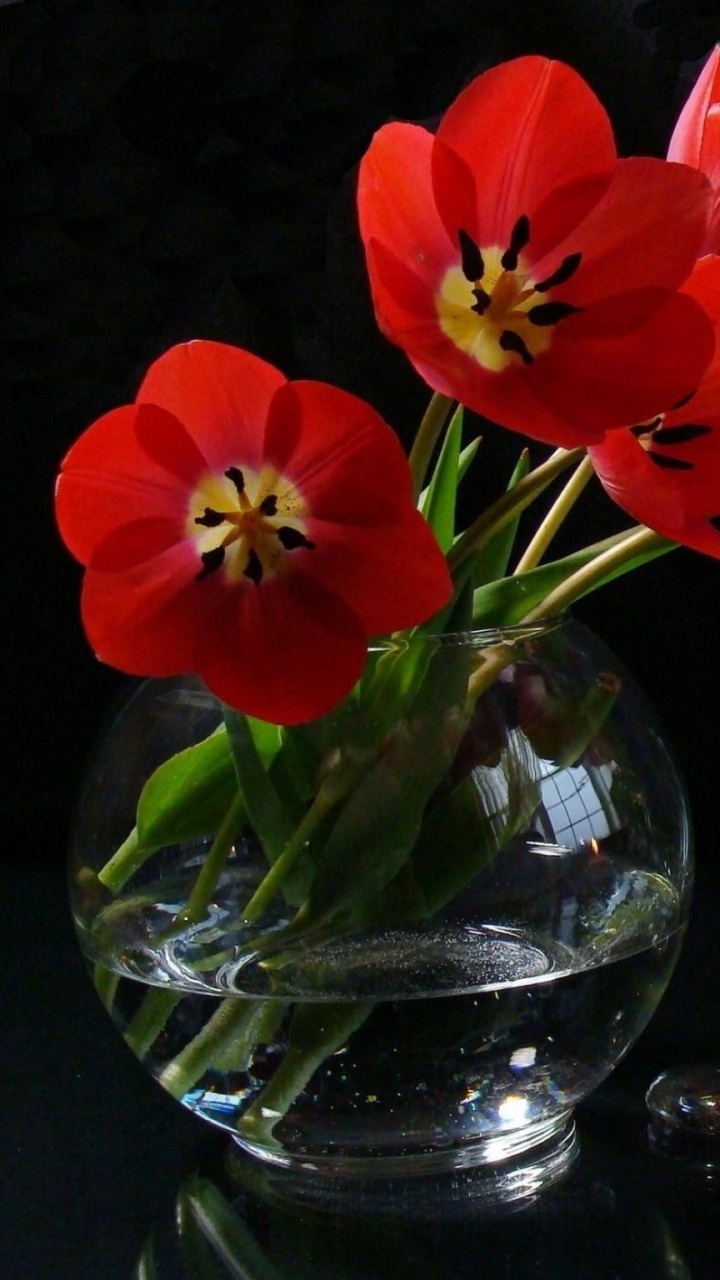 Tulipes Rouges Dans un Vase en Verre Transparent. Wallpaper in 720x1280 Resolution