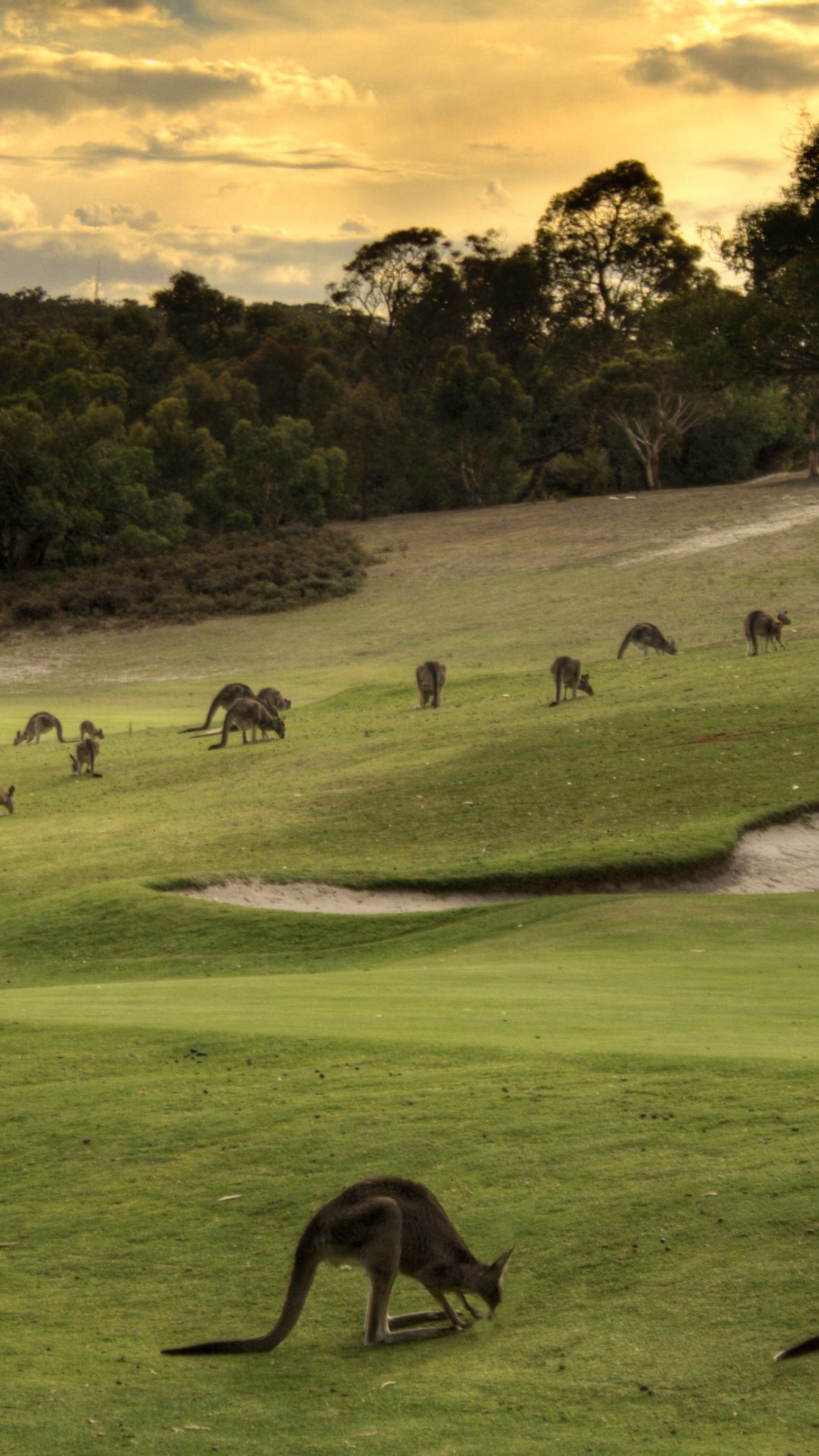 Troupeau de Moutons Sur le Terrain D'herbe Verte Pendant la Journée. Wallpaper in 1080x1920 Resolution