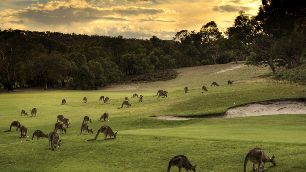Herd of Sheep on Green Grass Field During Daytime. Wallpaper in 1280x720 Resolution