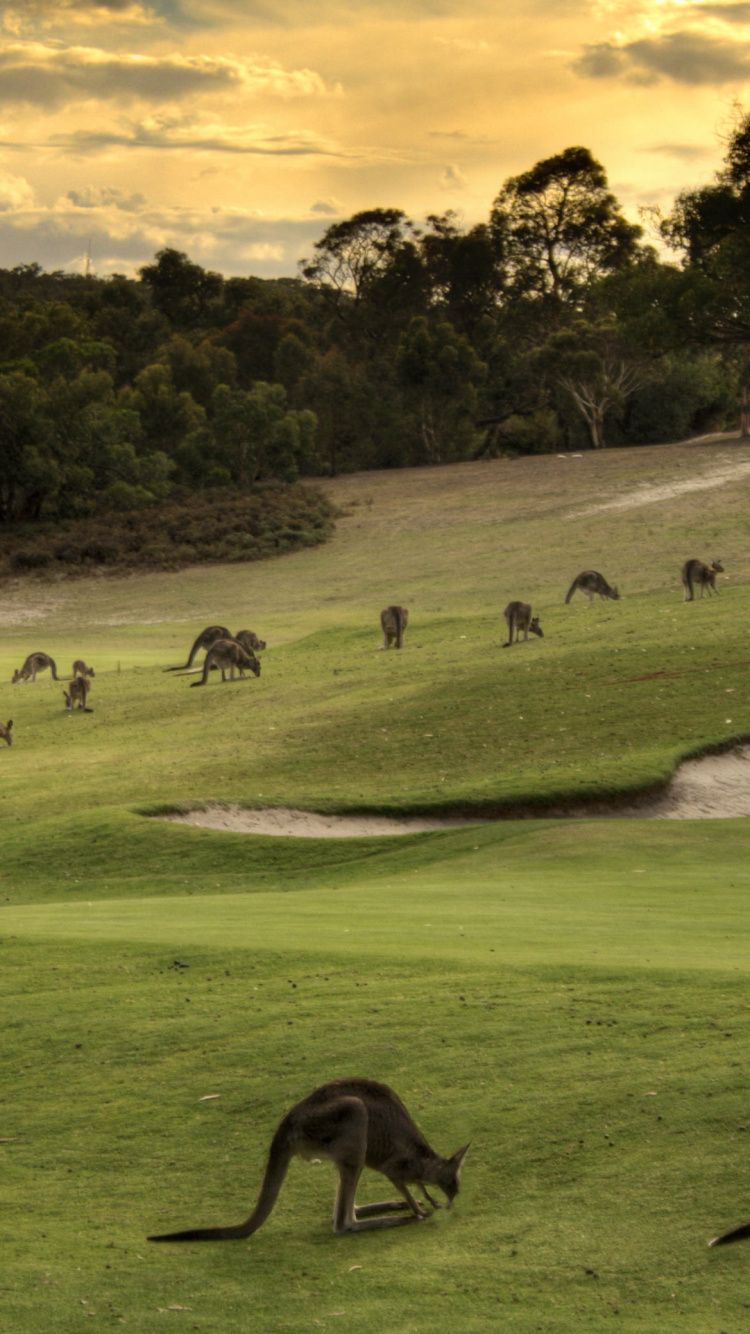 Herd of Sheep on Green Grass Field During Daytime. Wallpaper in 750x1334 Resolution