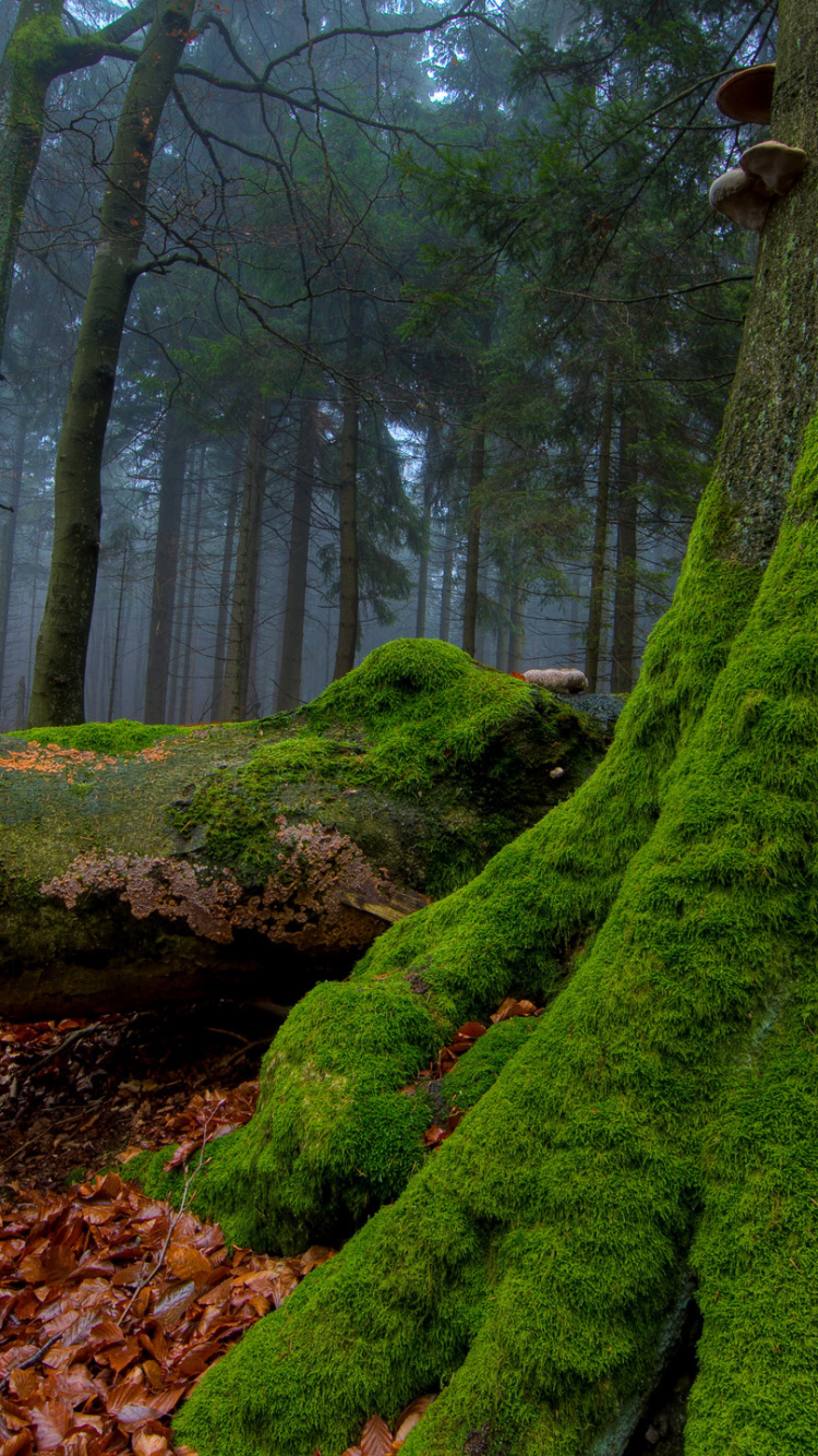 Hojas Secas Marrones en el Suelo. Wallpaper in 750x1334 Resolution