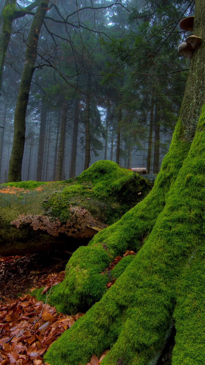 森林, 性质, 林地, 植被, 自然保护区 壁纸 720x1280 允许