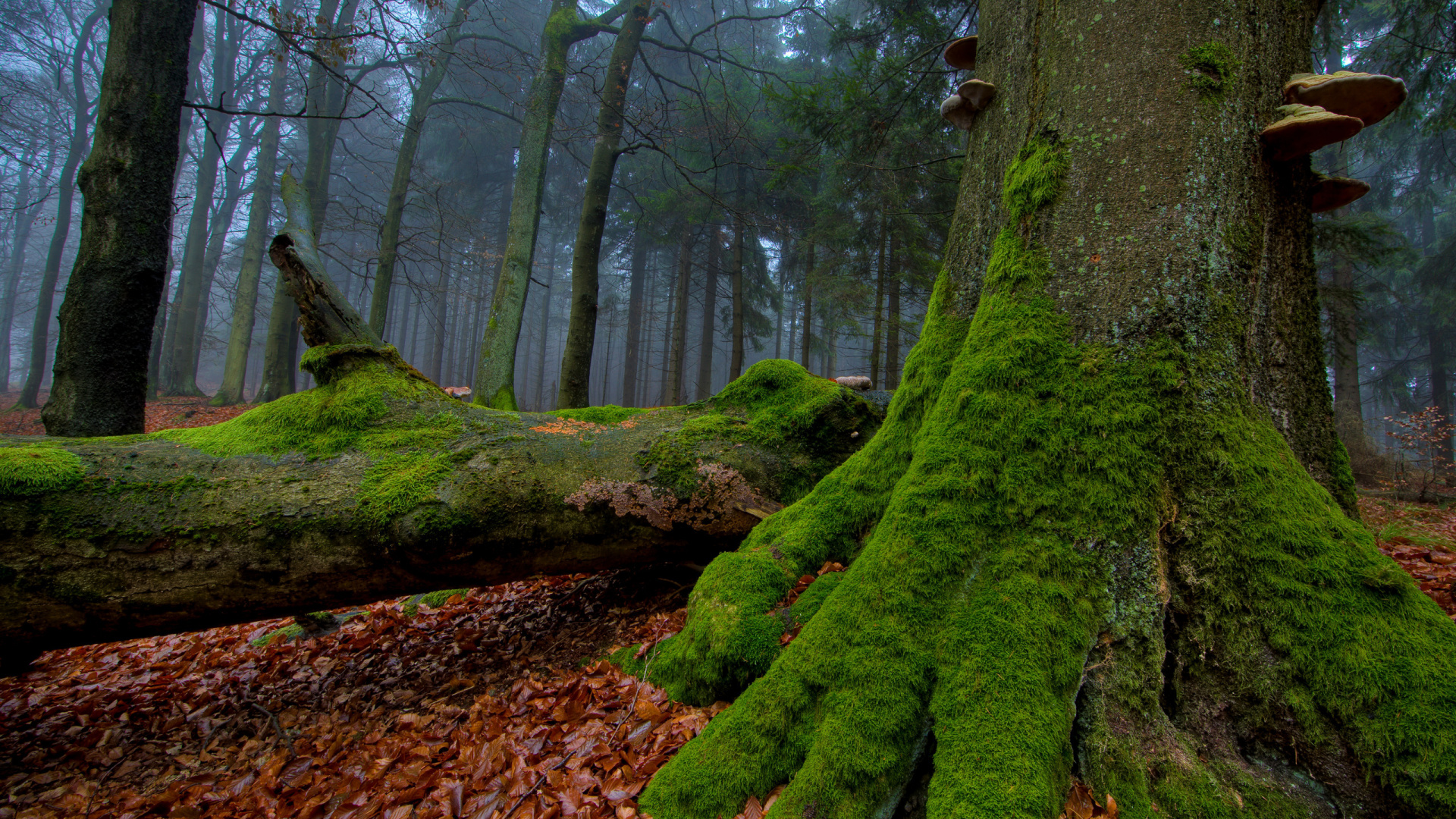 Brown Dried Leaves on Ground. Wallpaper in 1920x1080 Resolution