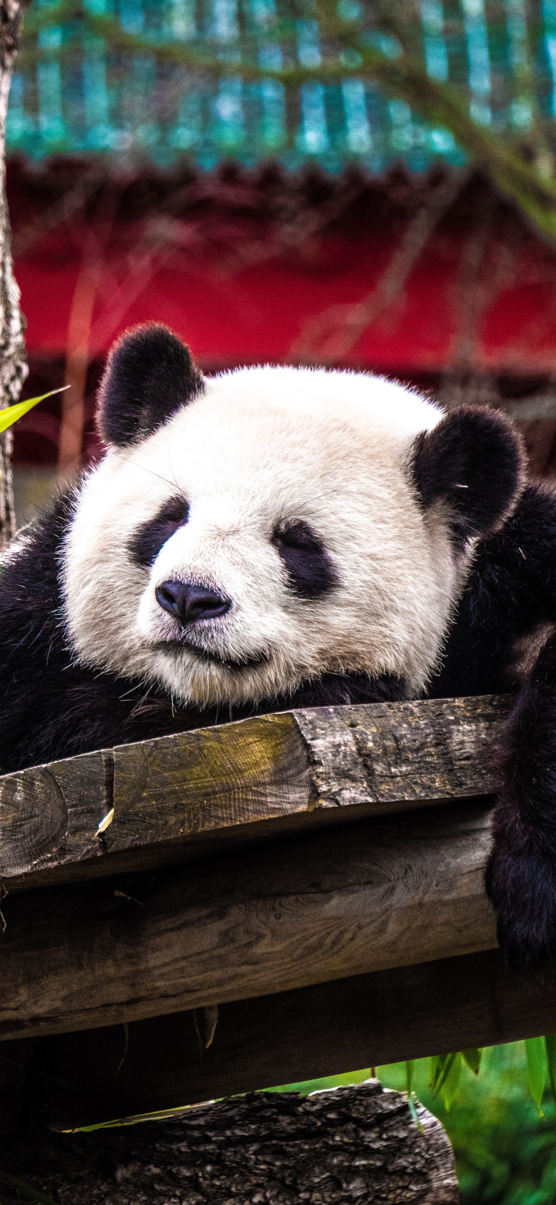 Weißer Und Schwarzer Panda Auf Braunem Holzbaum. Wallpaper in 1125x2436 Resolution