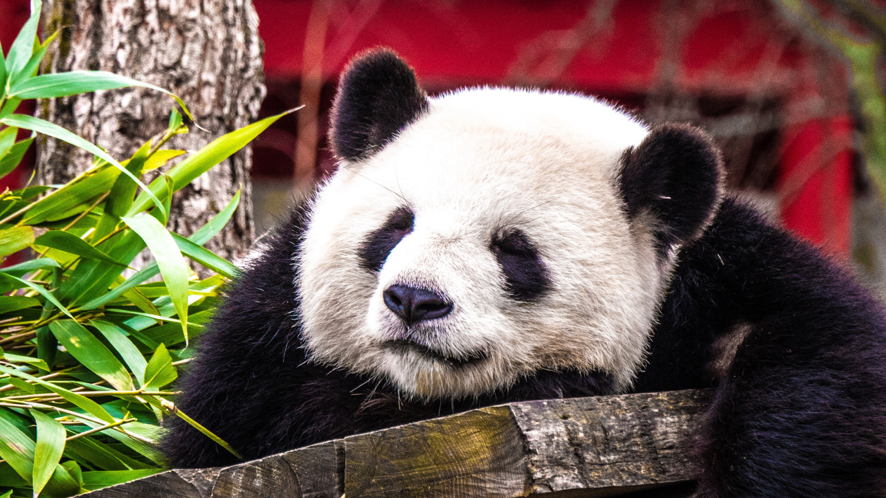 Weißer Und Schwarzer Panda Auf Braunem Holzbaum. Wallpaper in 1280x720 Resolution