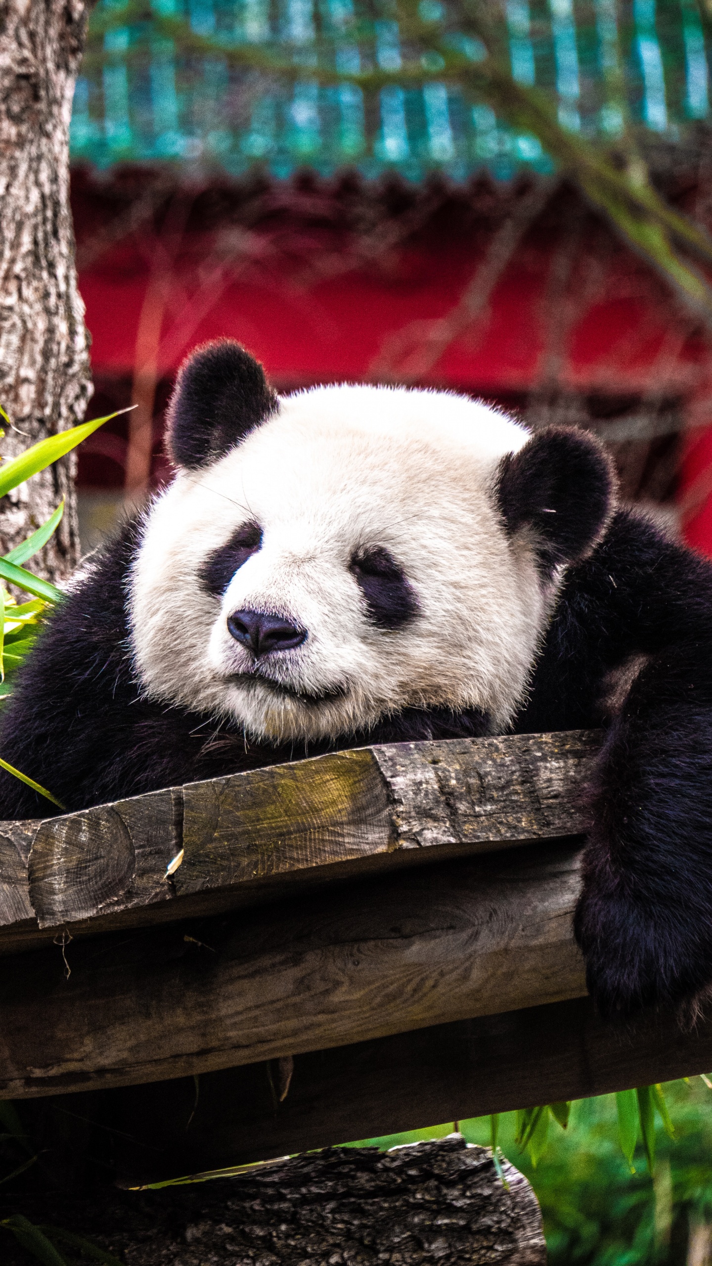 Weißer Und Schwarzer Panda Auf Braunem Holzbaum. Wallpaper in 1440x2560 Resolution