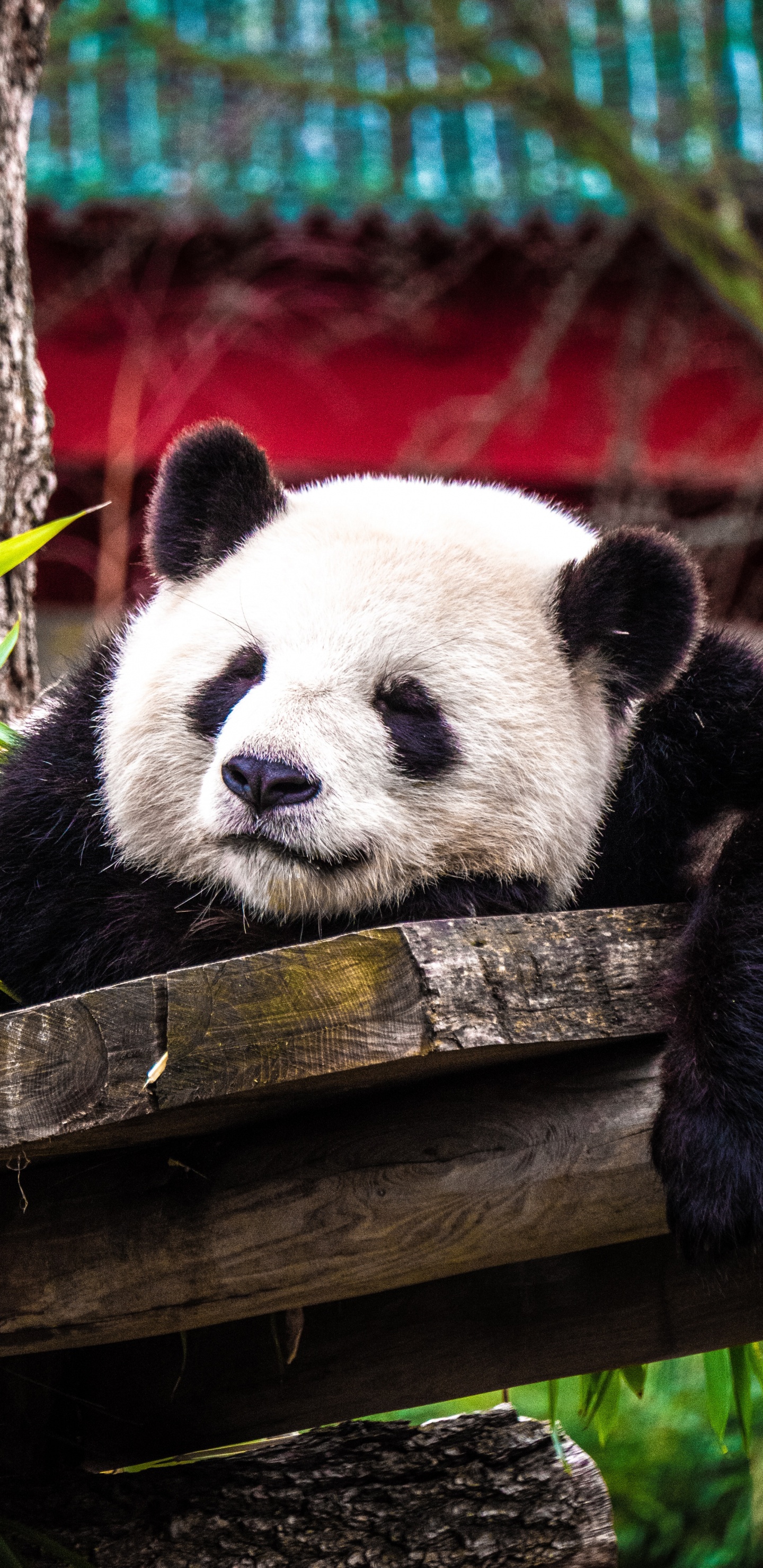 Weißer Und Schwarzer Panda Auf Braunem Holzbaum. Wallpaper in 1440x2960 Resolution