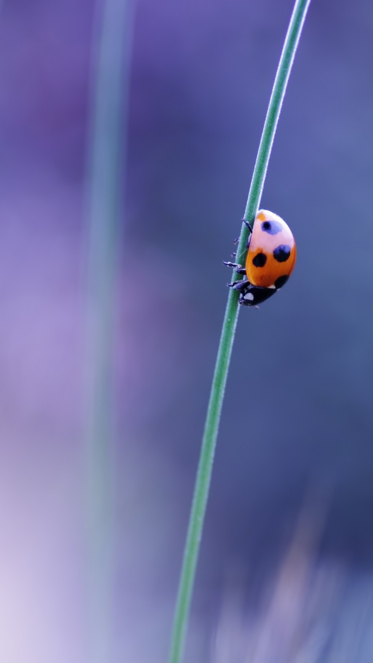 Red Ladybug on Green Grass in Close up Photography. Wallpaper in 750x1334 Resolution