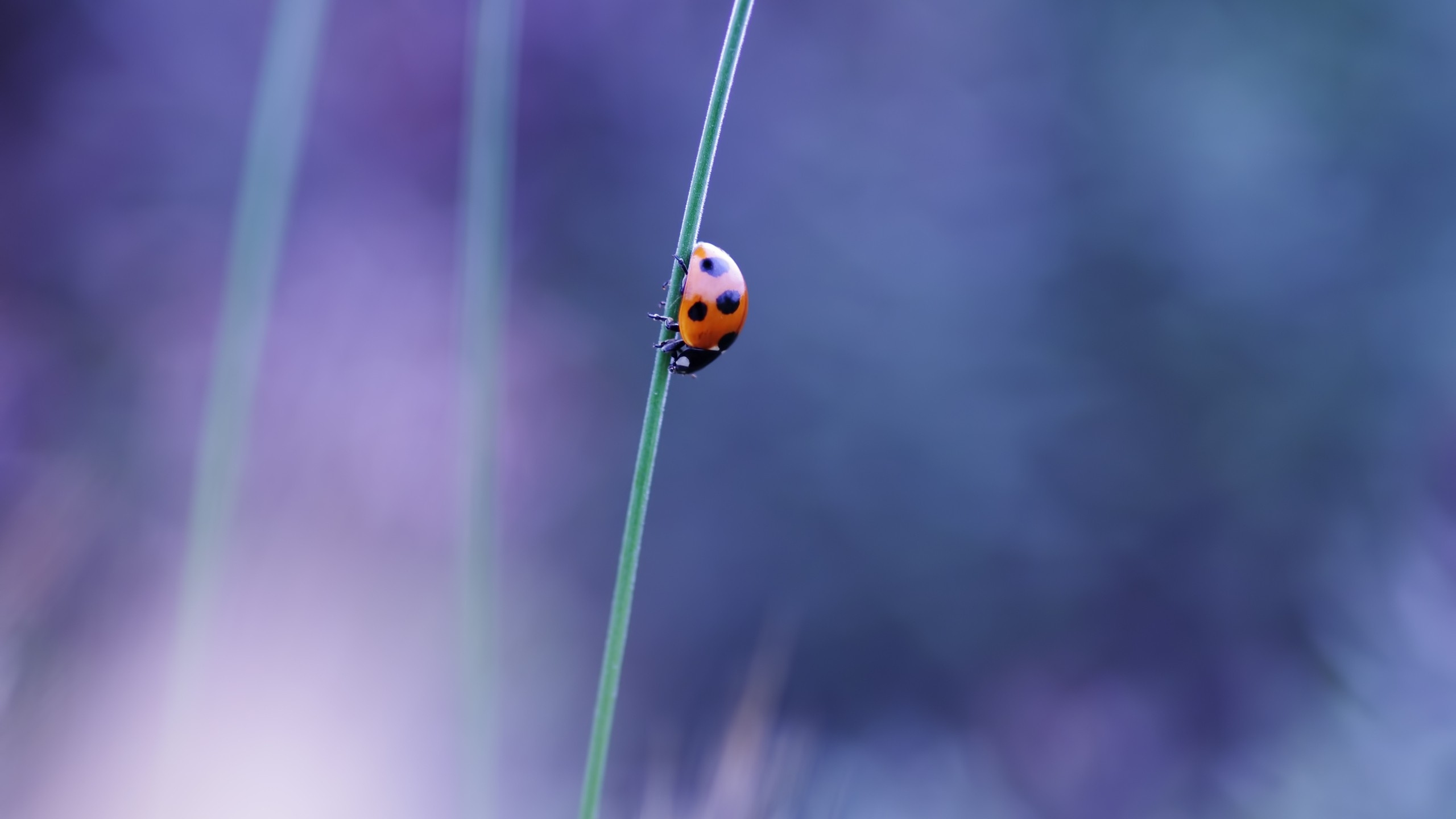 昆虫, 植物干, 宏摄影 壁纸 2560x1440 允许