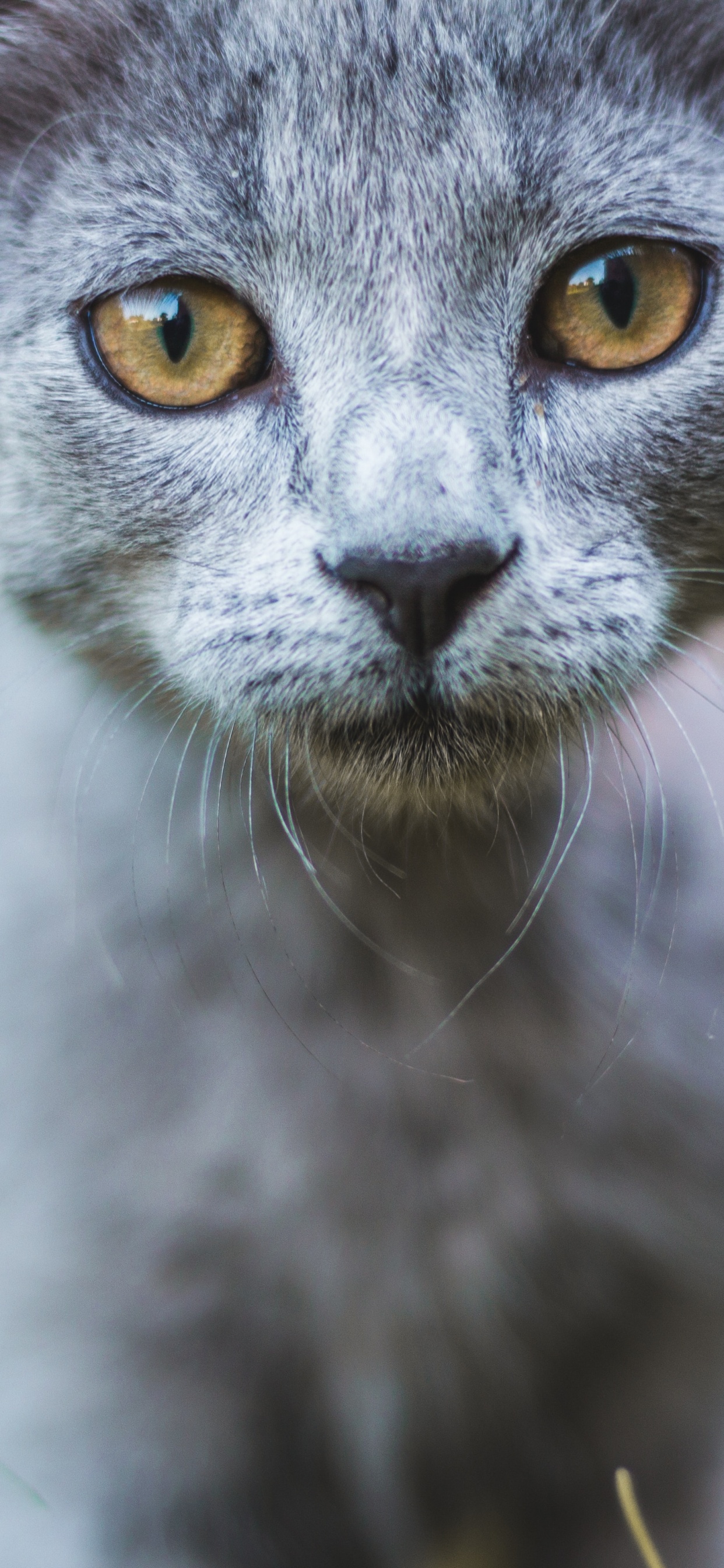 Russische Blaue Katze in Nahaufnahme. Wallpaper in 1242x2688 Resolution