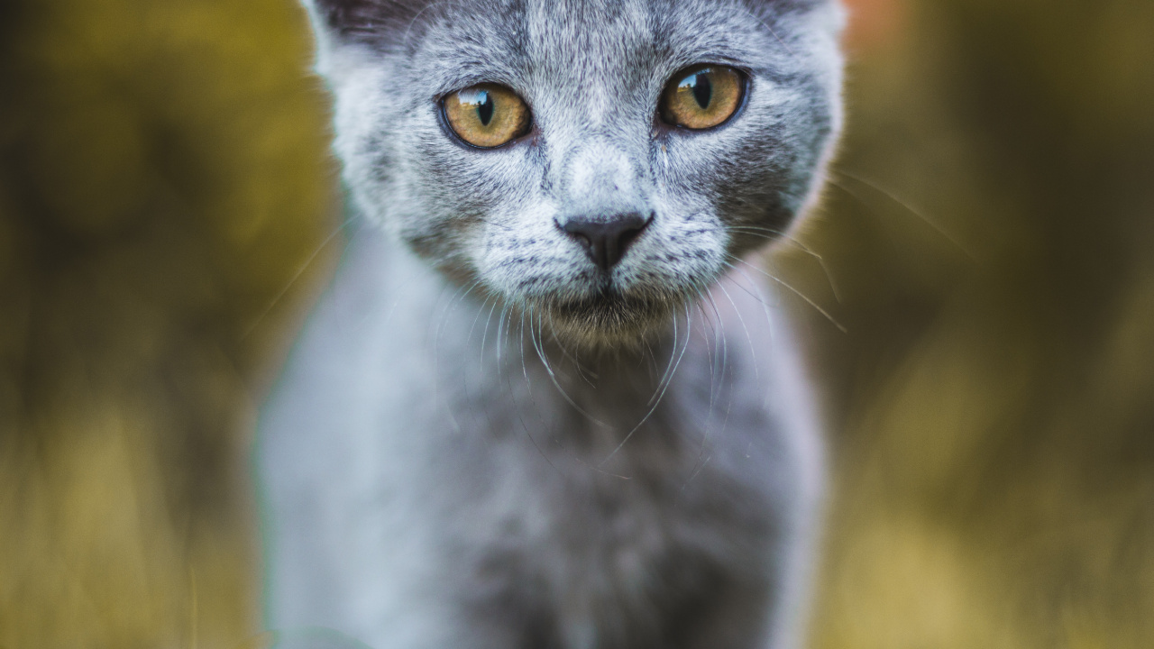 Russische Blaue Katze in Nahaufnahme. Wallpaper in 1280x720 Resolution