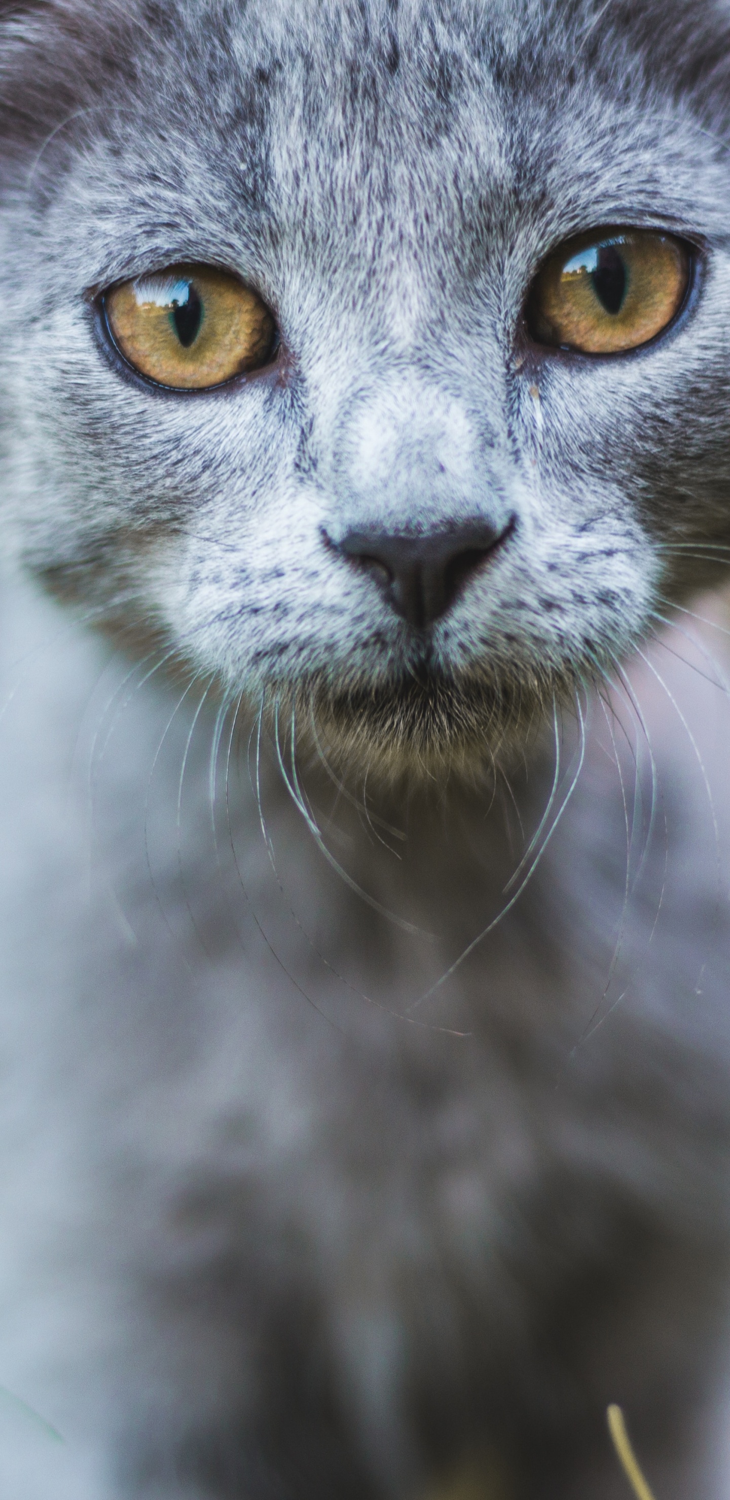 Chat Bleu Russe en Photographie Rapprochée. Wallpaper in 1440x2960 Resolution