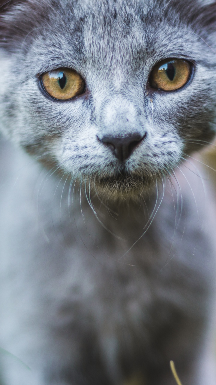 Chat Bleu Russe en Photographie Rapprochée. Wallpaper in 720x1280 Resolution