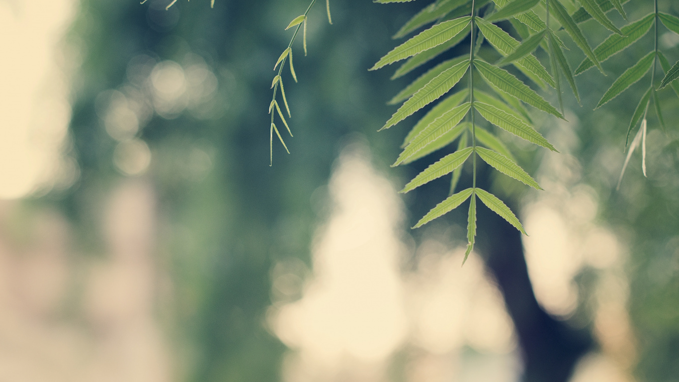 Plante à Feuilles Vertes Pendant la Journée. Wallpaper in 1366x768 Resolution