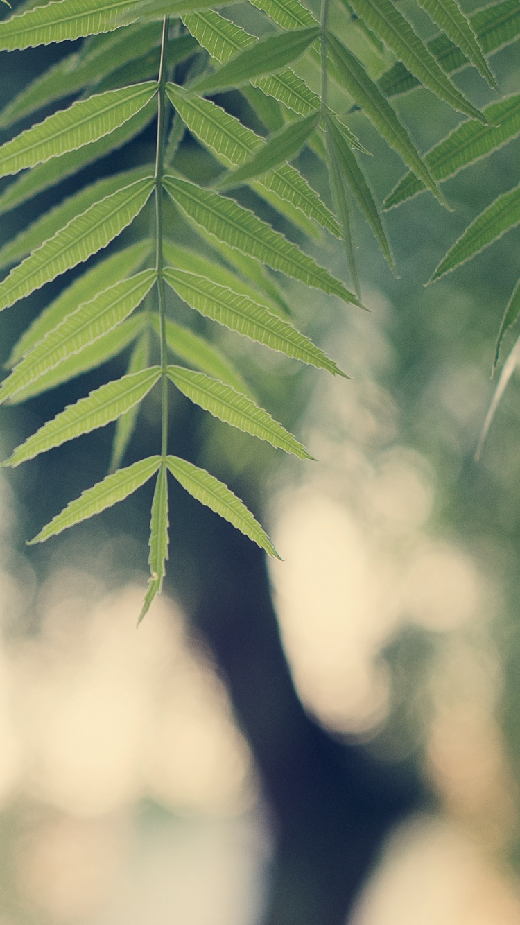 Green Leaf Plant During Daytime. Wallpaper in 750x1334 Resolution