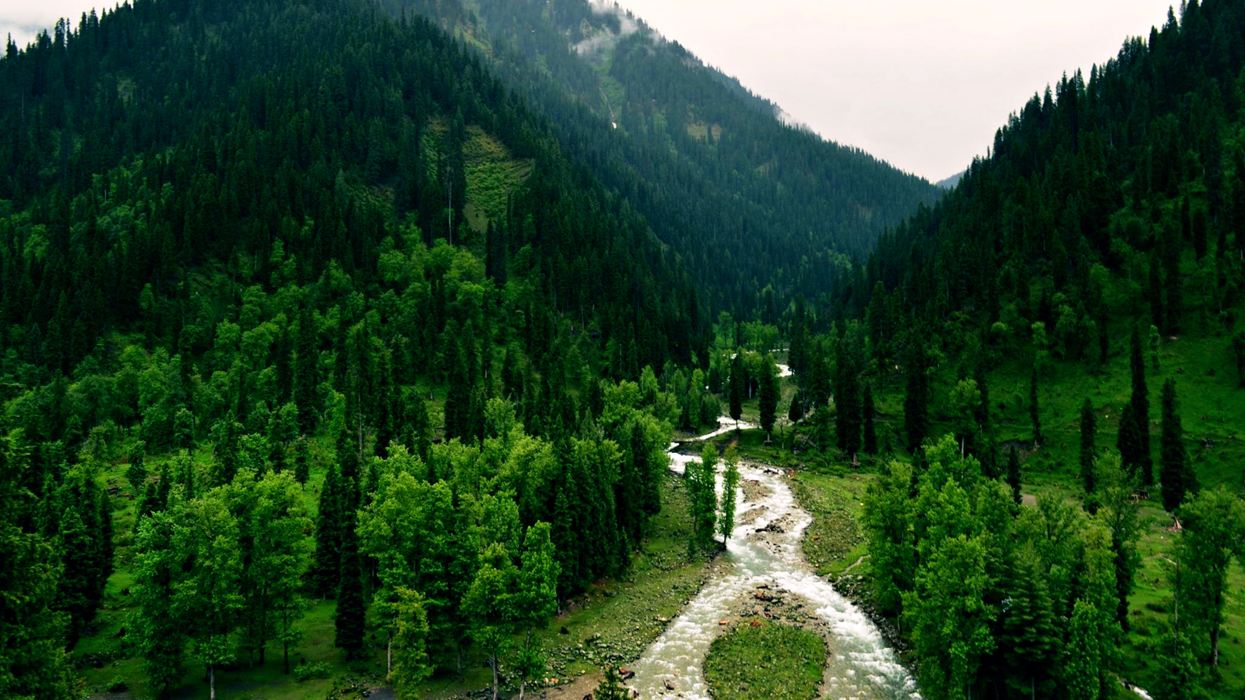 Green Trees on Mountain During Daytime. Wallpaper in 2560x1440 Resolution