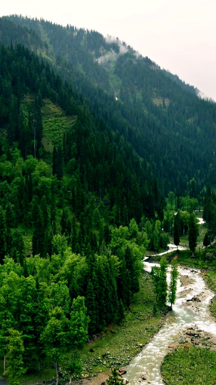 Green Trees on Mountain During Daytime. Wallpaper in 720x1280 Resolution
