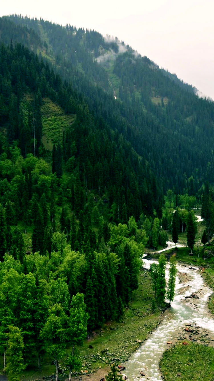 Green Trees on Mountain During Daytime. Wallpaper in 750x1334 Resolution