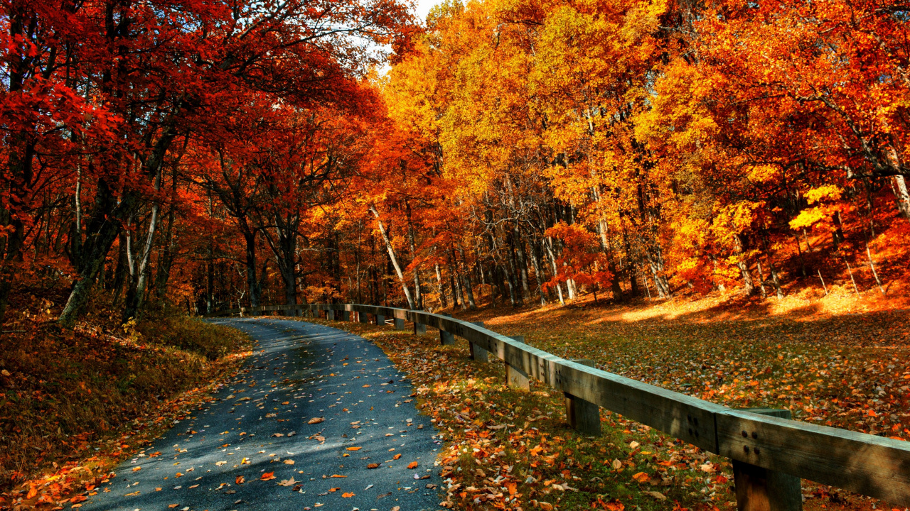 Brown Wooden Bridge Near Brown Trees During Daytime. Wallpaper in 1280x720 Resolution