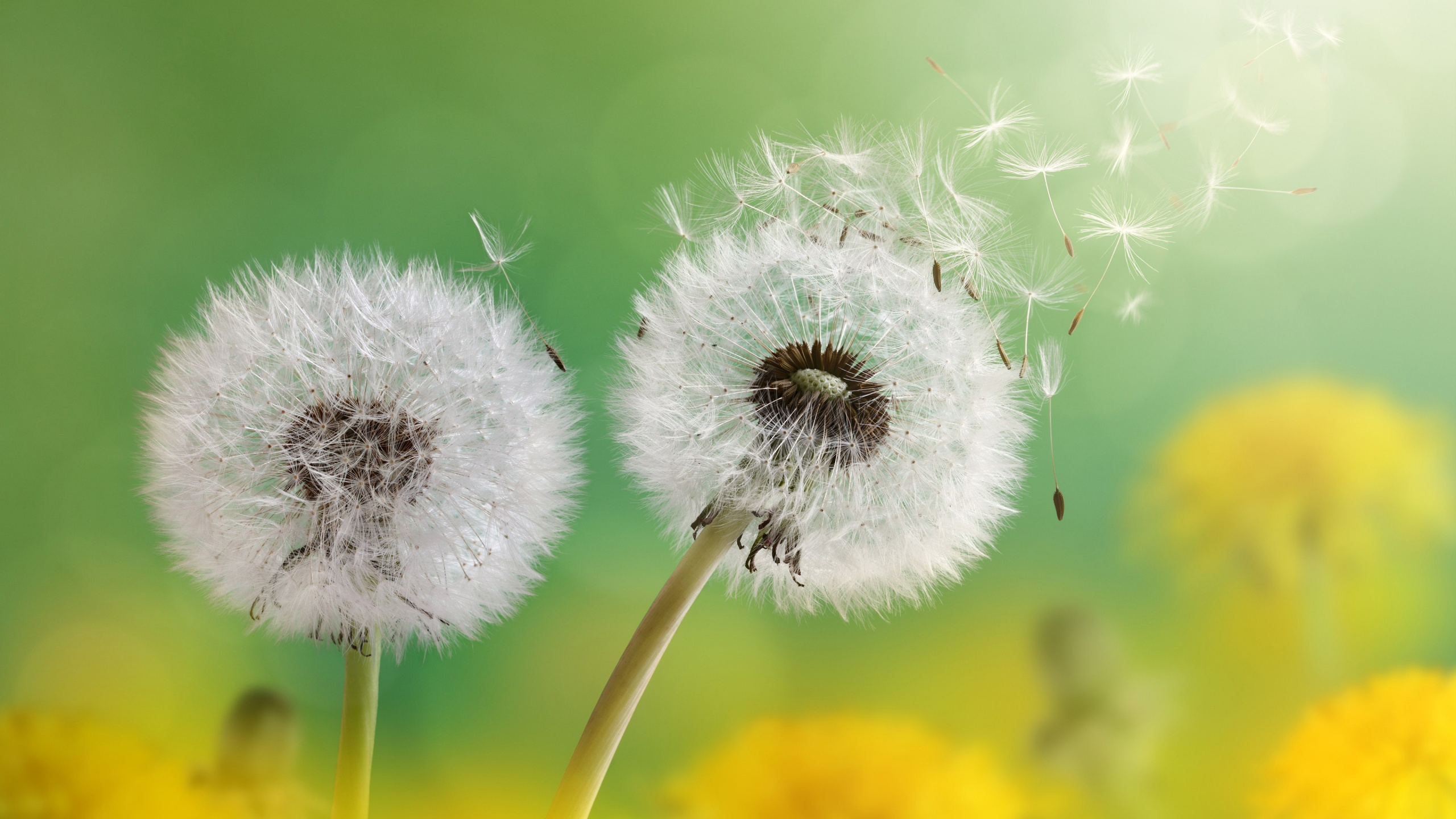 Flowers Dandelion, Common Dandelion, Flower, Dandelion Seed, Plant. Wallpaper in 2560x1440 Resolution