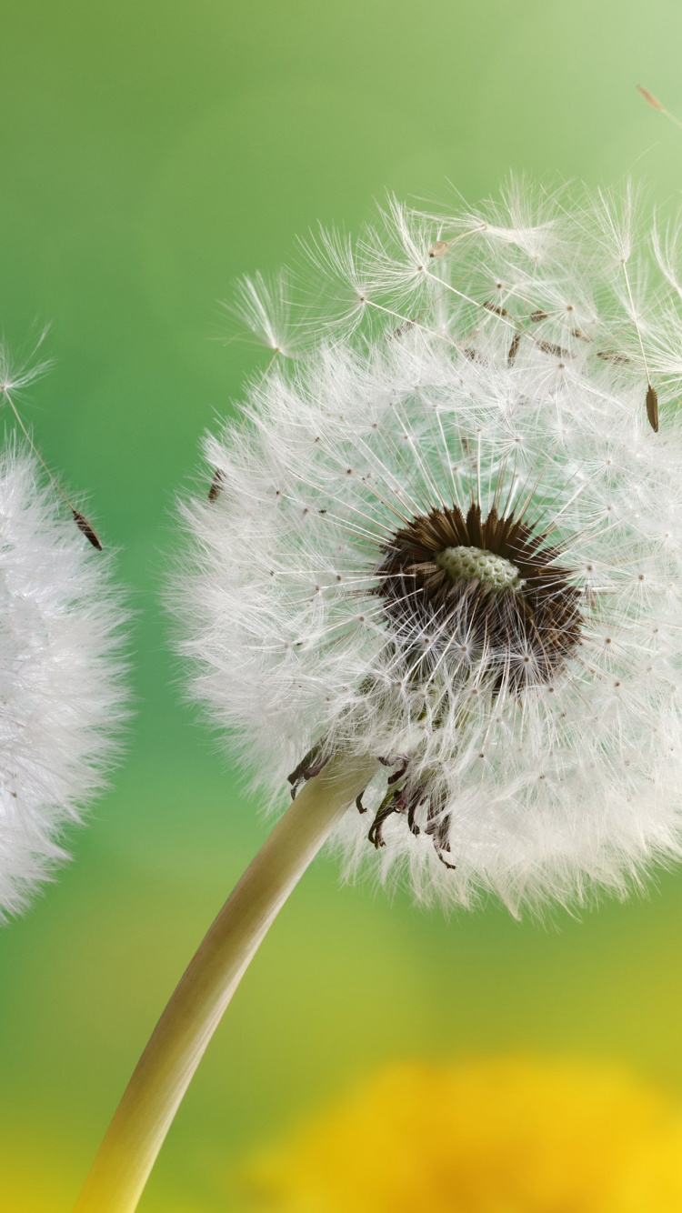 Flowers Dandelion, Common Dandelion, Flower, Dandelion Seed, Plant. Wallpaper in 750x1334 Resolution