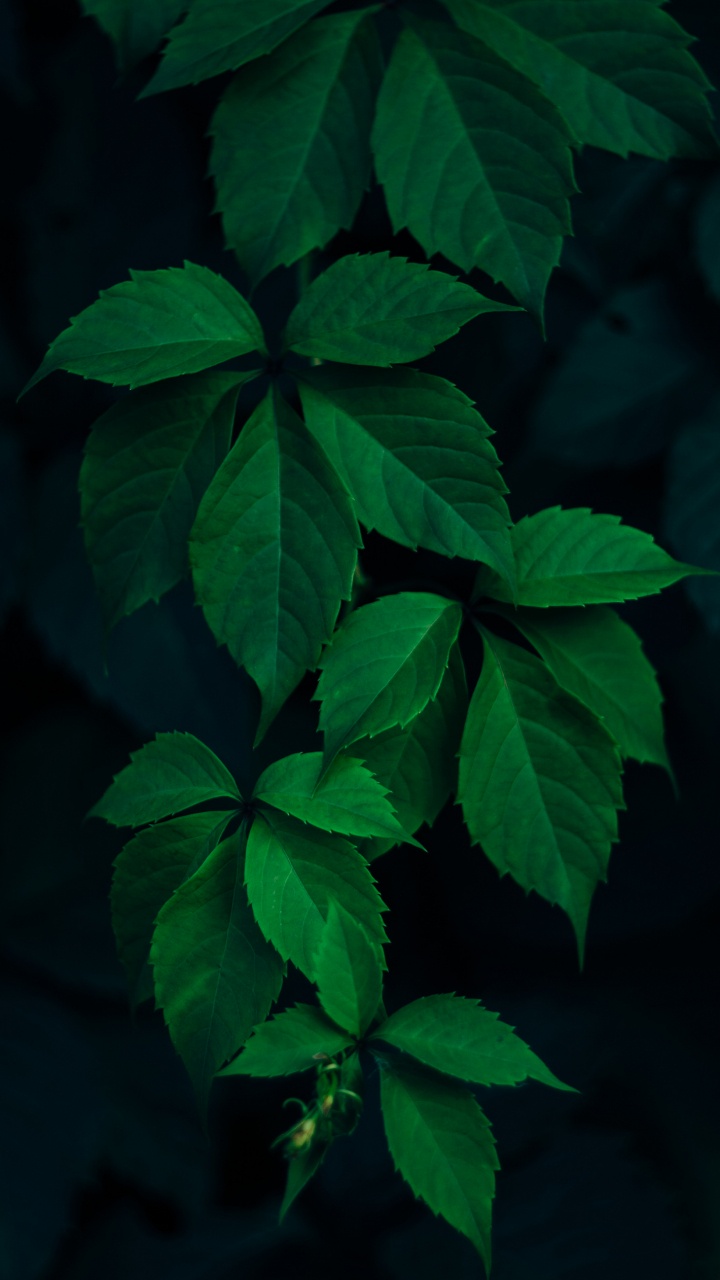 Blatt, Baum, Branch, Licht, Bodendecker. Wallpaper in 720x1280 Resolution