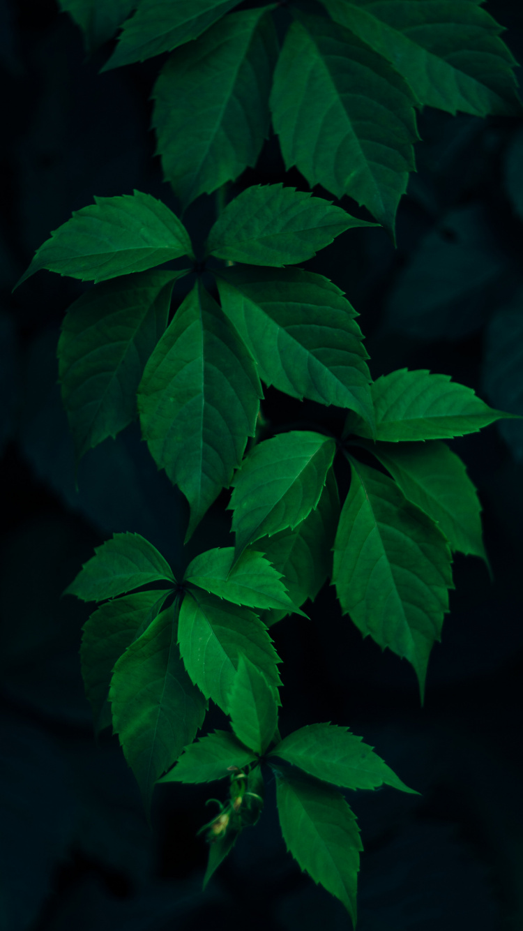 Blatt, Baum, Branch, Licht, Bodendecker. Wallpaper in 750x1334 Resolution