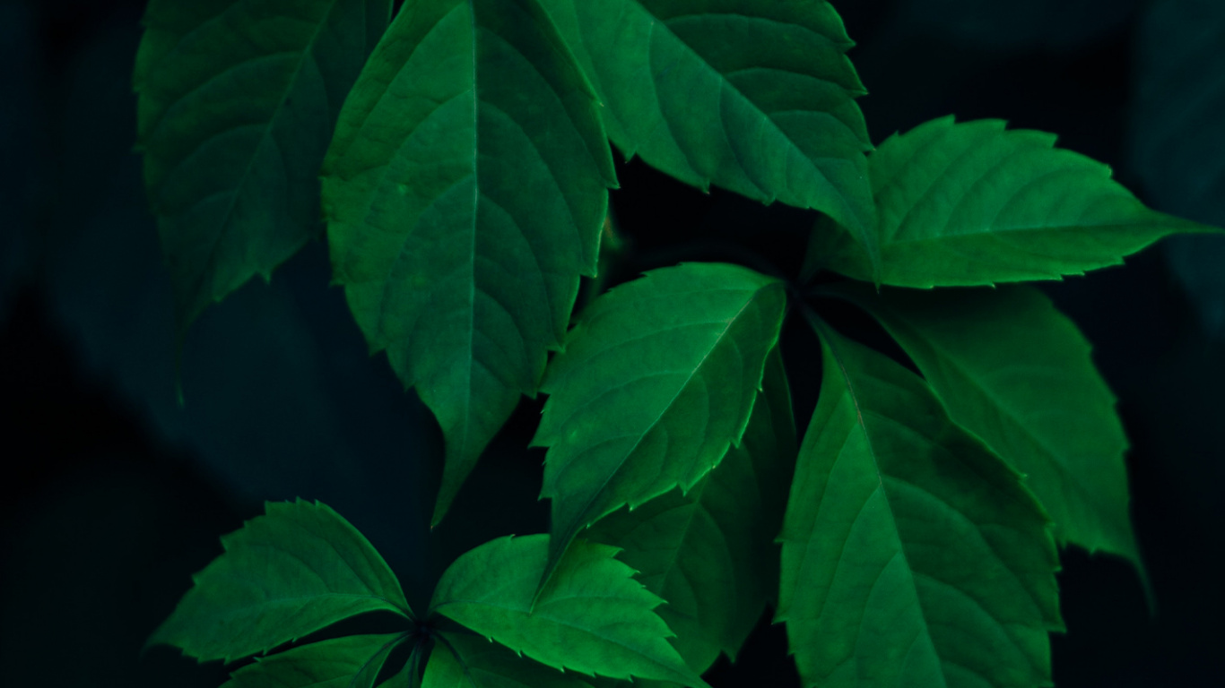 Feuille, Lumière, Couvre-sol, la Floraison de la Plante, Plante Terrestre. Wallpaper in 1366x768 Resolution