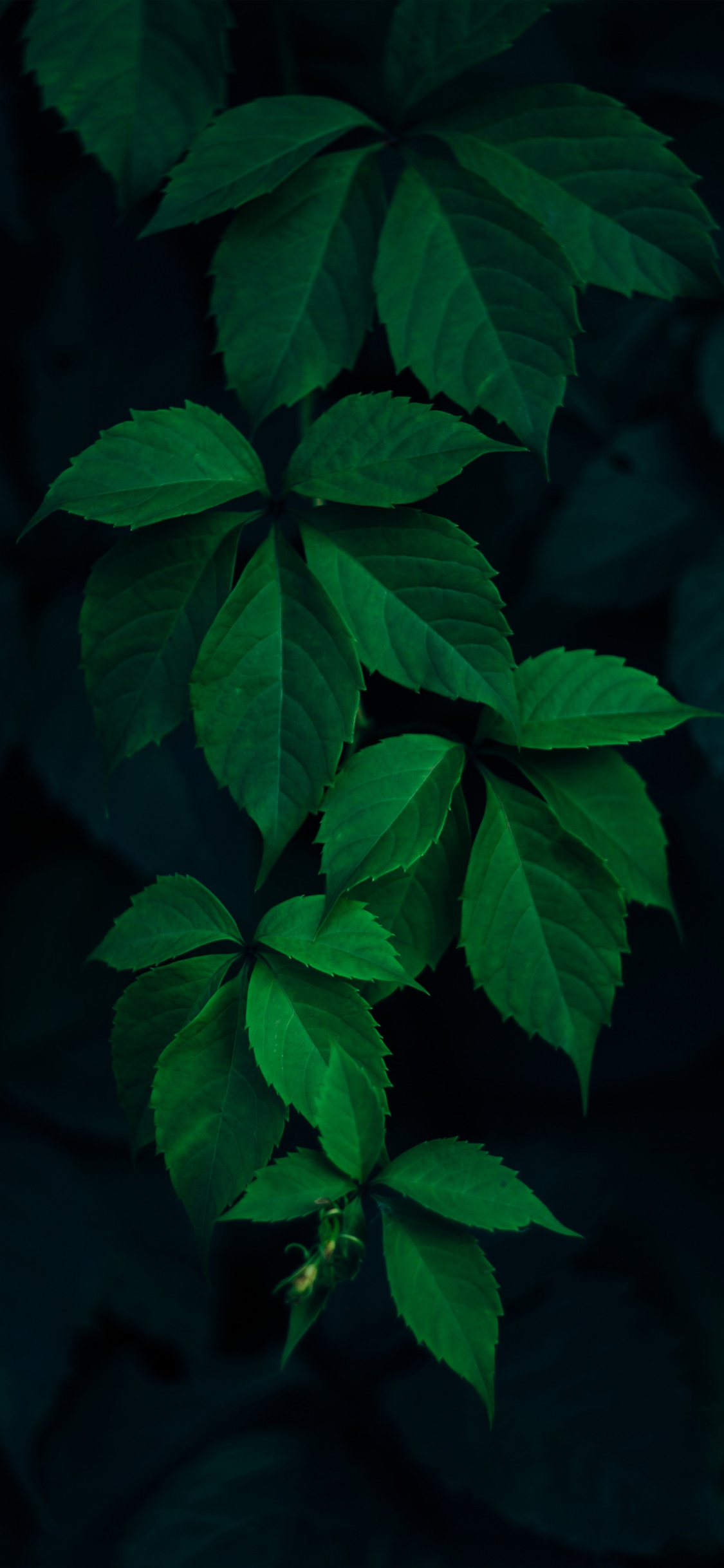 Leaf, Tree, Branch, Light, Plant. Wallpaper in 1125x2436 Resolution