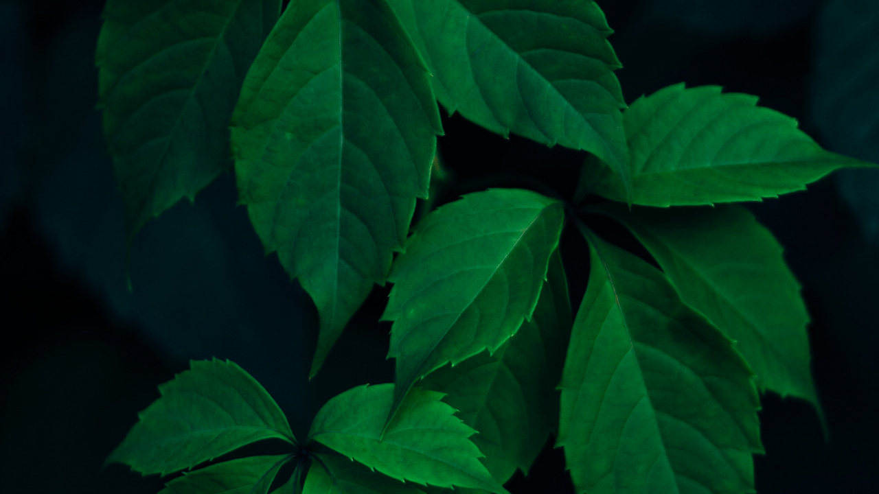 Leaf, Tree, Branch, Light, Plant. Wallpaper in 1280x720 Resolution