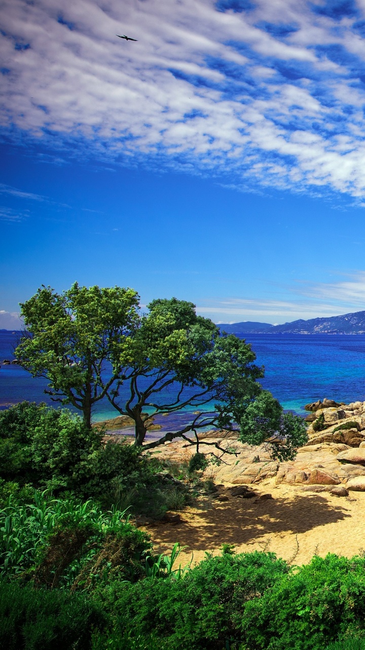 Green Trees Near Body of Water Under Blue Sky During Daytime. Wallpaper in 720x1280 Resolution