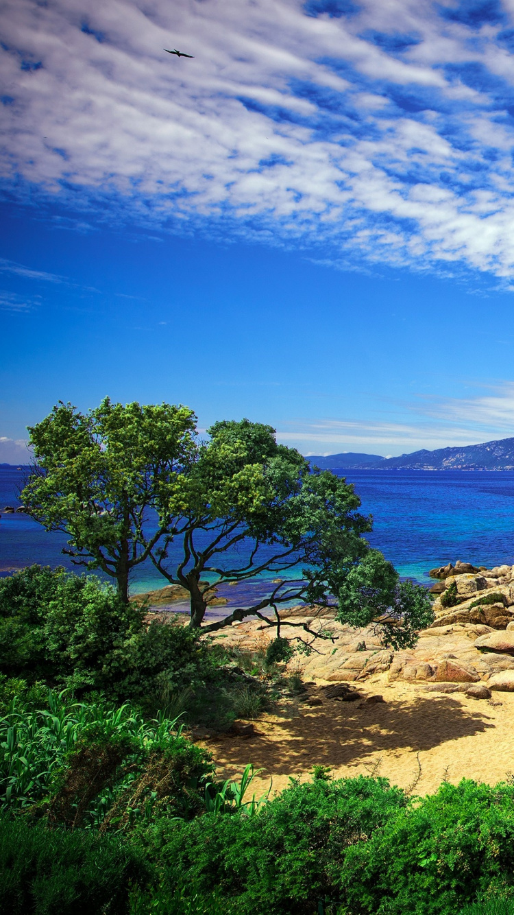 性质, 大海, 海岸, 热带地区, 植被 壁纸 750x1334 允许