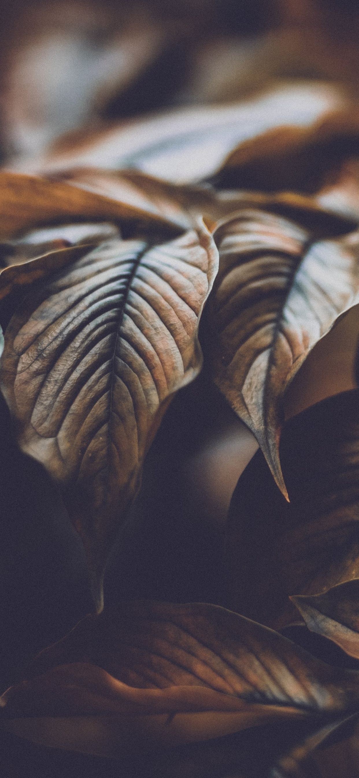 Feuilles Brunes en Photographie Rapprochée. Wallpaper in 1242x2688 Resolution