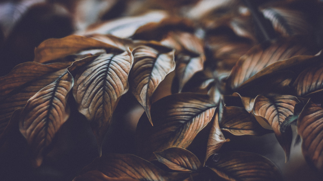 Feuilles Brunes en Photographie Rapprochée. Wallpaper in 1366x768 Resolution