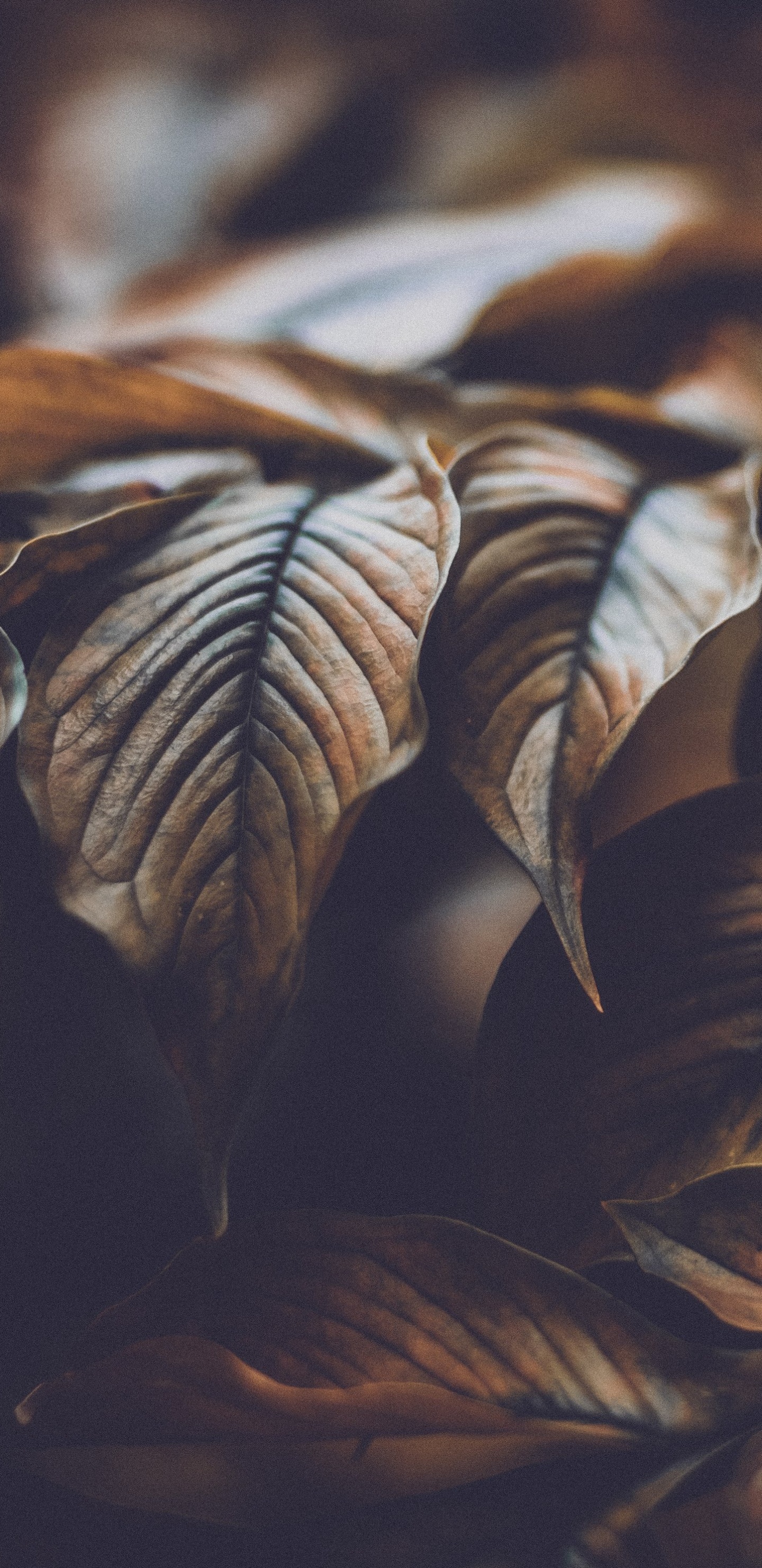 Feuilles Brunes en Photographie Rapprochée. Wallpaper in 1440x2960 Resolution