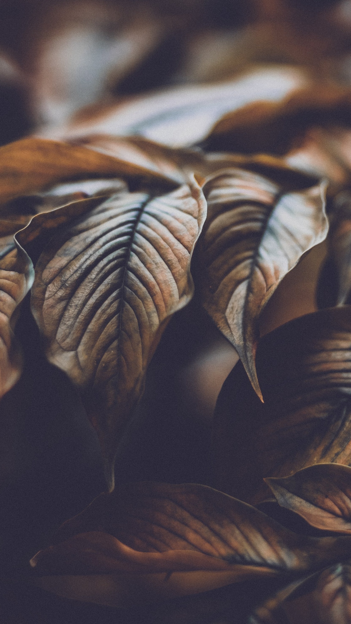 Brown Leaves in Close up Photography. Wallpaper in 1440x2560 Resolution