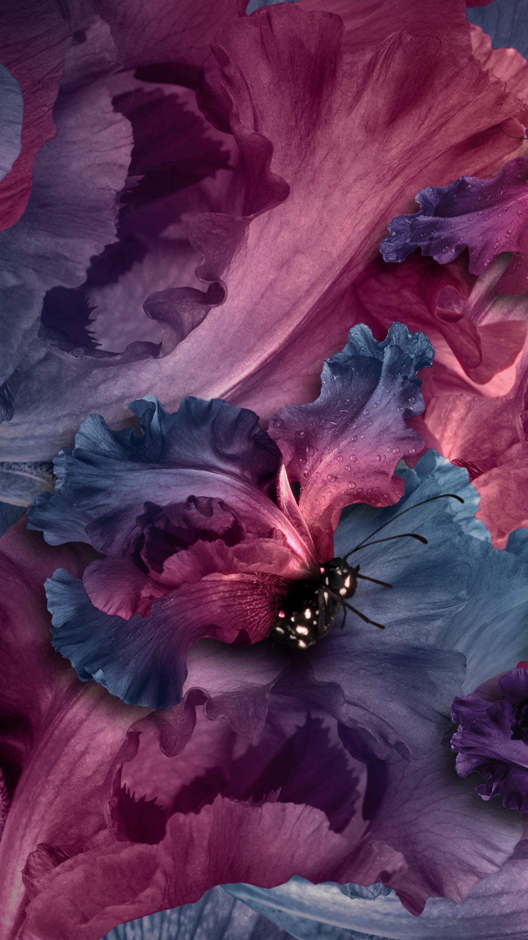 Schwarzer Und Roter Schmetterling Auf Roter Blume. Wallpaper in 1080x1920 Resolution