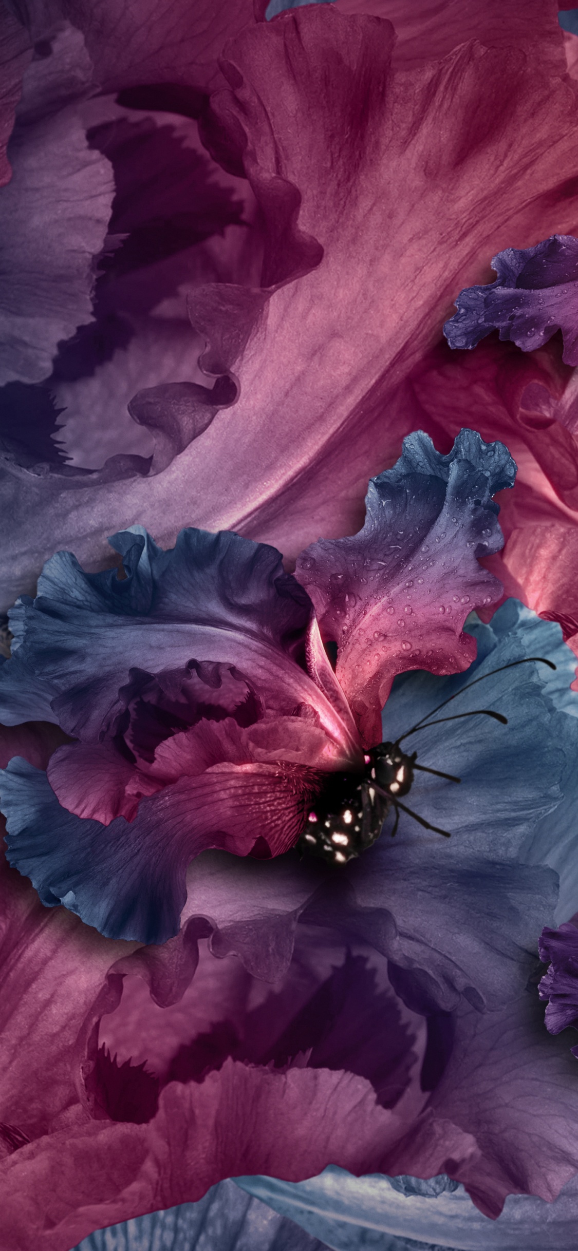 Schwarzer Und Roter Schmetterling Auf Roter Blume. Wallpaper in 1125x2436 Resolution