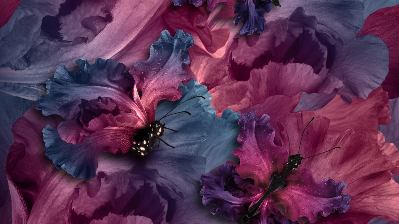 Schwarzer Und Roter Schmetterling Auf Roter Blume. Wallpaper in 1366x768 Resolution