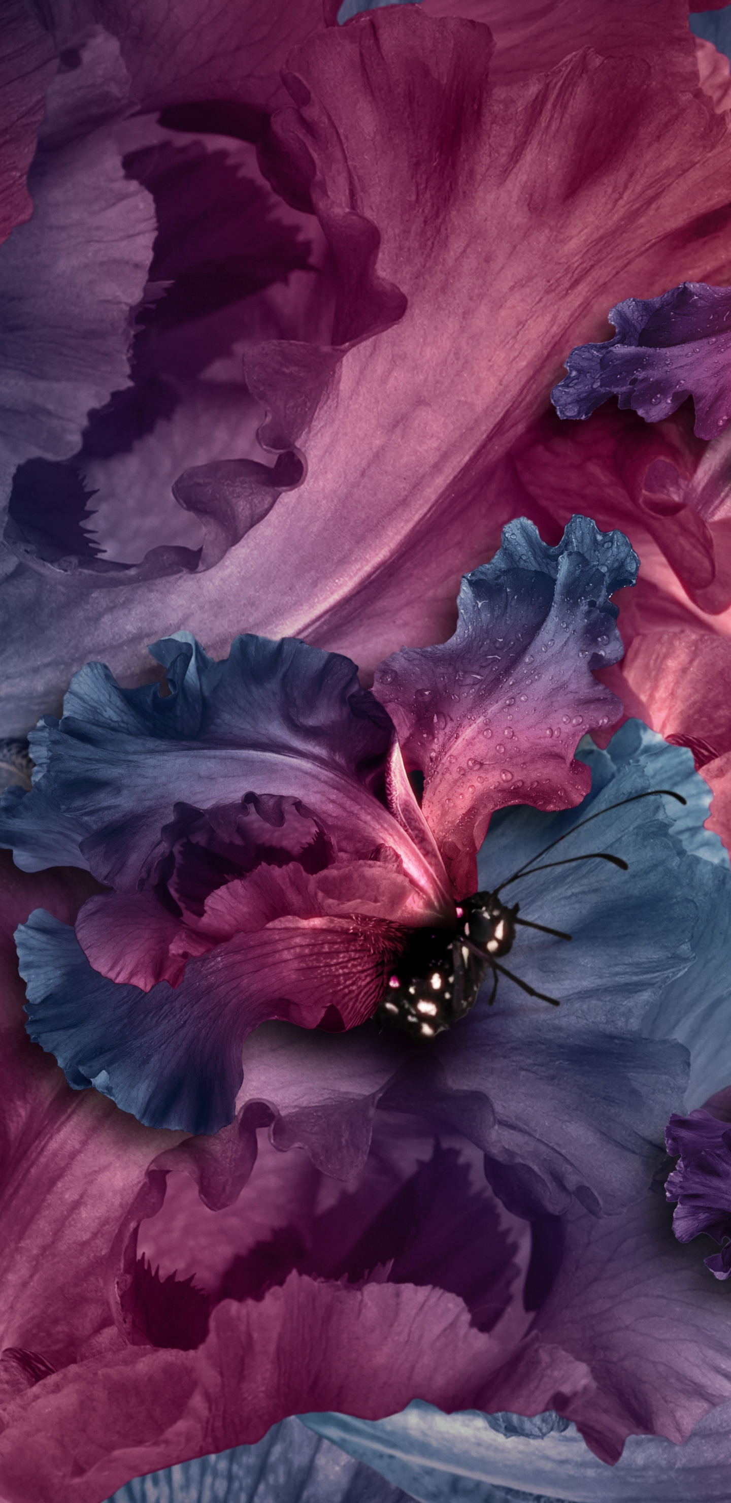 Black and Red Butterfly on Red Flower. Wallpaper in 1440x2960 Resolution