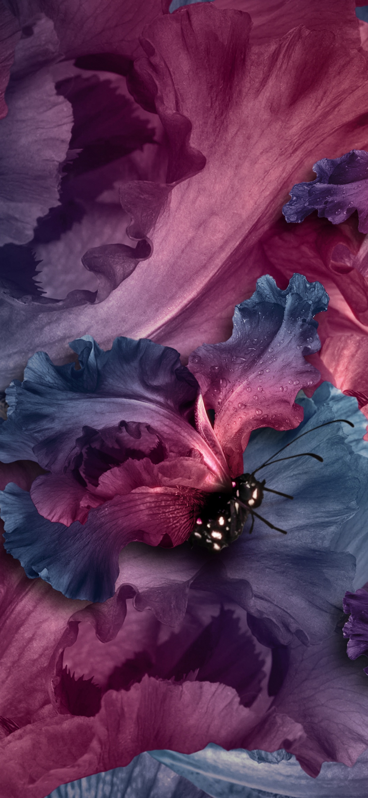 Papillon Noir et Rouge Sur Fleur Rouge. Wallpaper in 1242x2688 Resolution