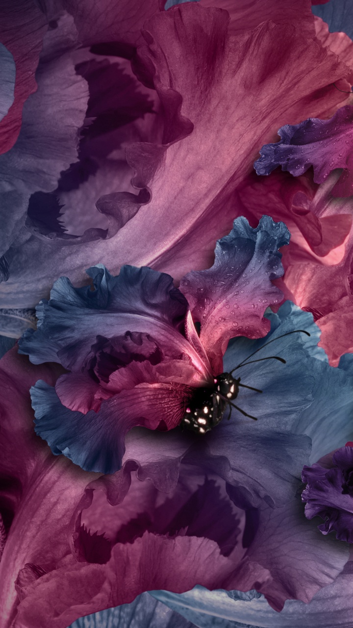 Papillon Noir et Rouge Sur Fleur Rouge. Wallpaper in 720x1280 Resolution