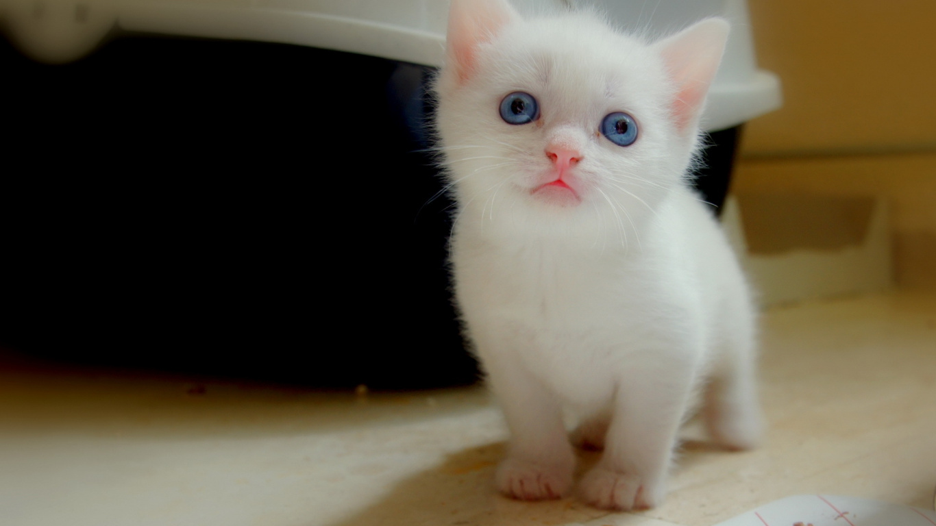 小猫 壁纸 1366x768 允许