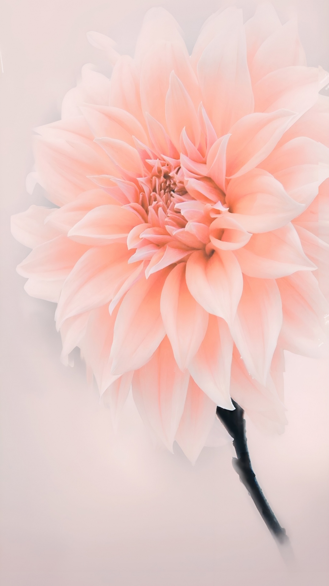 Flor, Rosa, Jardín Botánico Jindai, Diseño Floral, la Floración de la Planta. Wallpaper in 1080x1920 Resolution