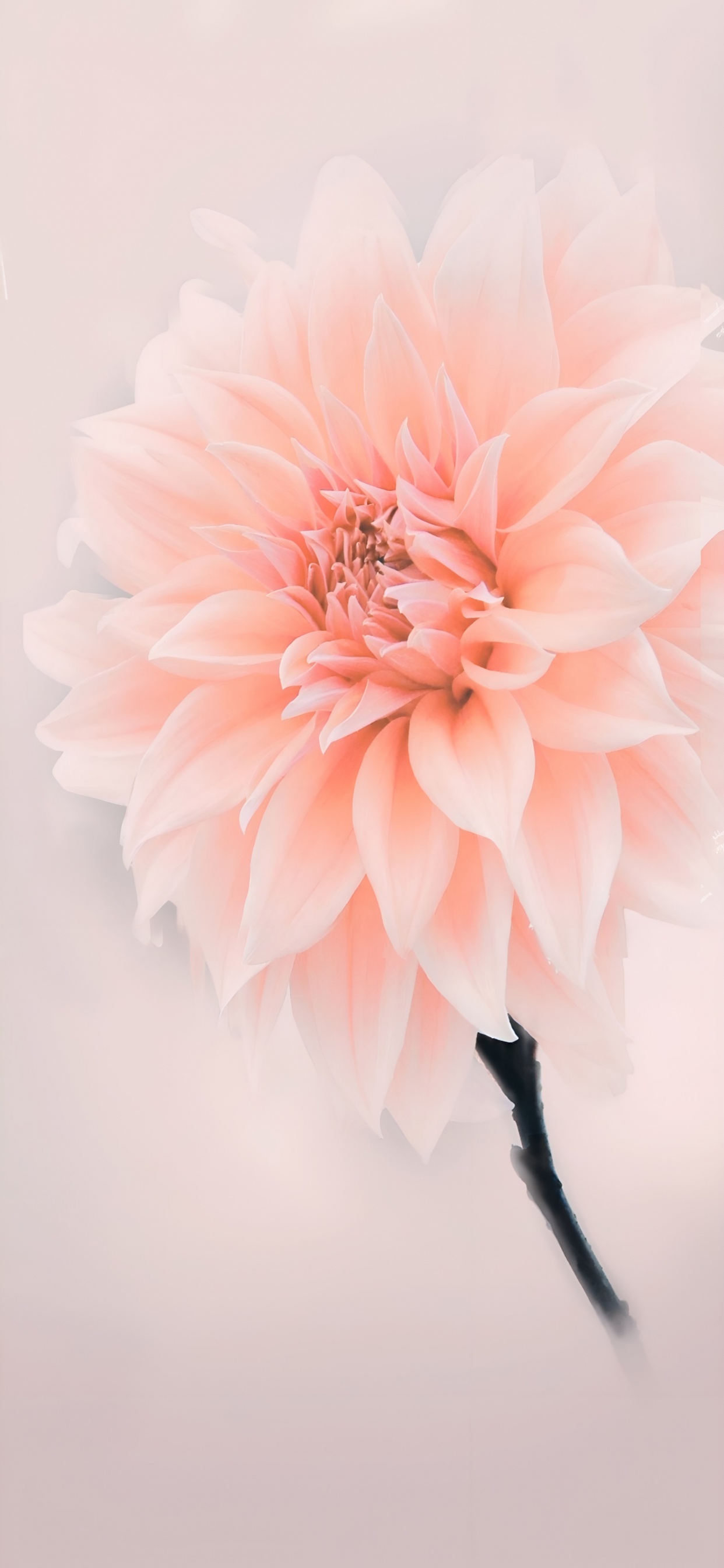 Flor, Rosa, Jardín Botánico Jindai, Diseño Floral, la Floración de la Planta. Wallpaper in 1242x2688 Resolution