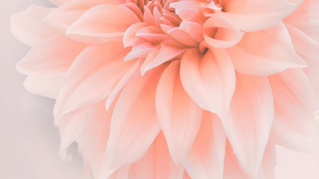 Flowers, Pink, Jindai Botanical Gardens, Floral Design, Flowering Plant. Wallpaper in 1280x720 Resolution