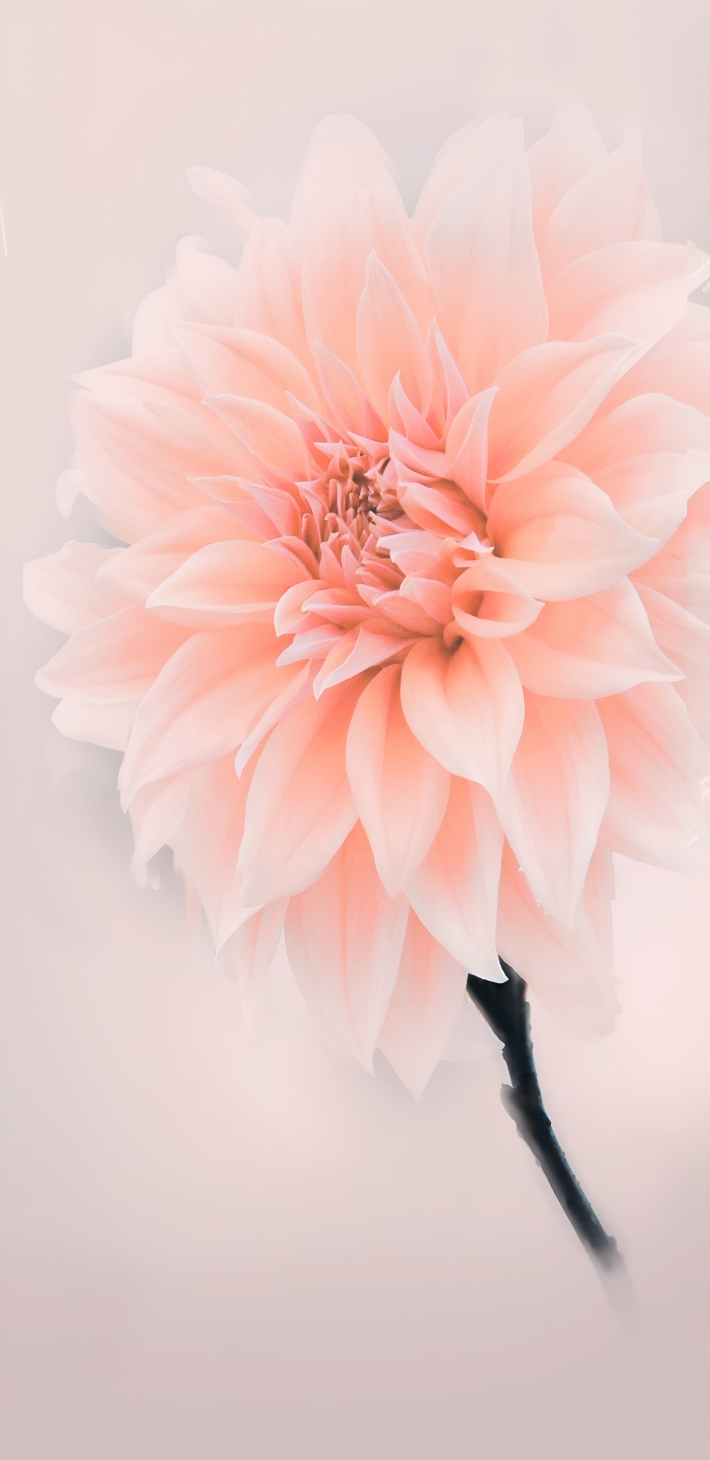 Flowers, Pink, Jindai Botanical Gardens, Floral Design, Flowering Plant. Wallpaper in 1440x2960 Resolution