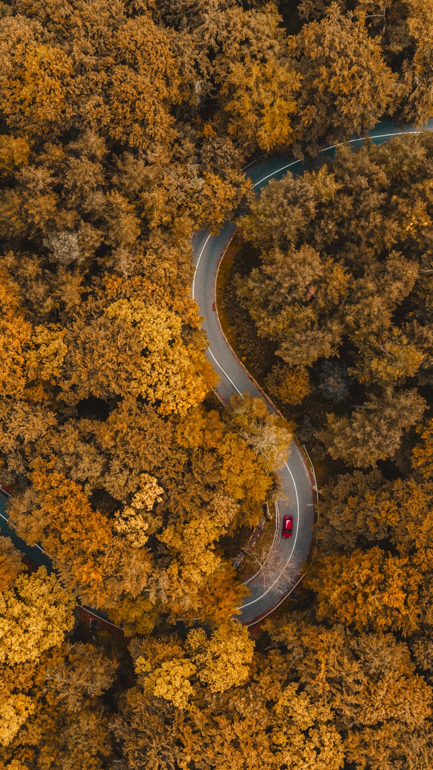 Soil, Amber, Asphalt, Road Surface, Grass. Wallpaper in 1440x2560 Resolution