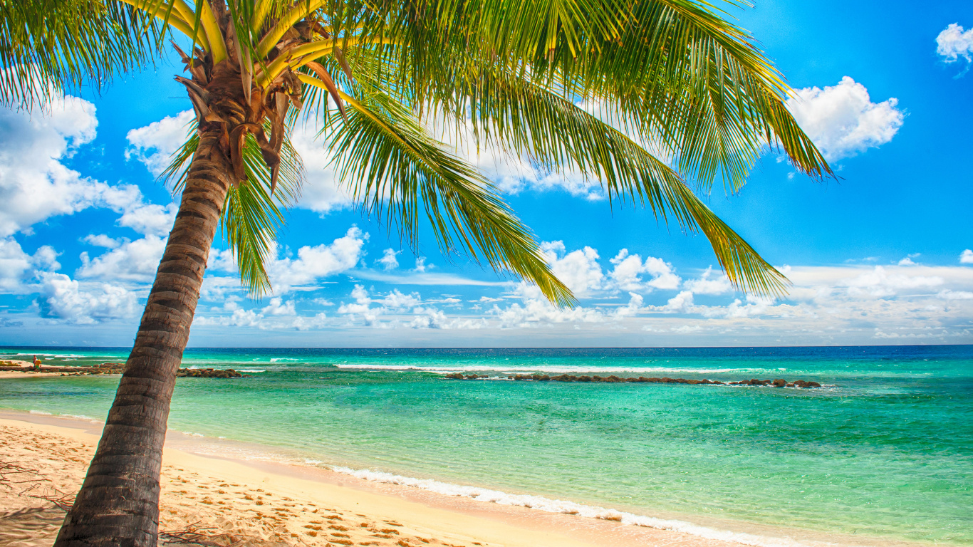 Coconut Tree on Beach Shore During Daytime. Wallpaper in 1366x768 Resolution