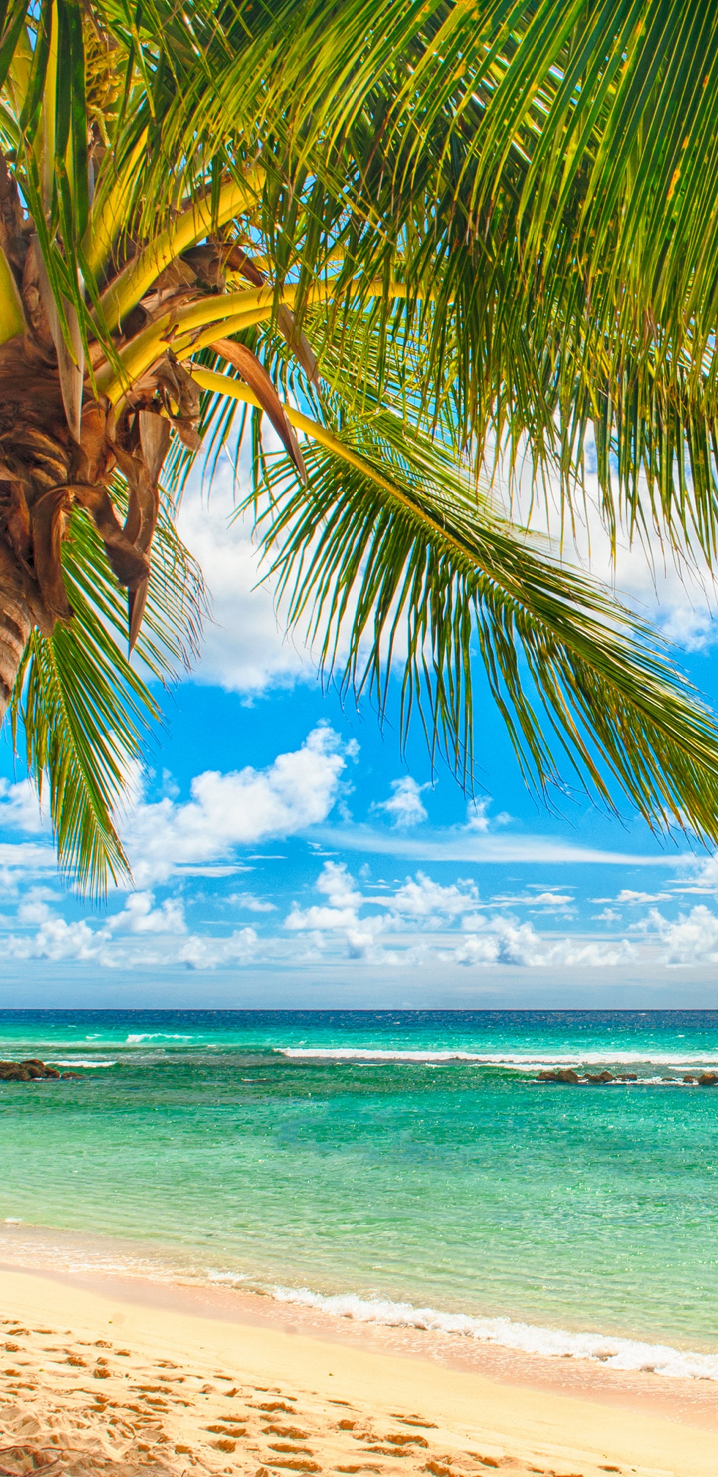Coconut Tree on Beach Shore During Daytime. Wallpaper in 1440x2960 Resolution